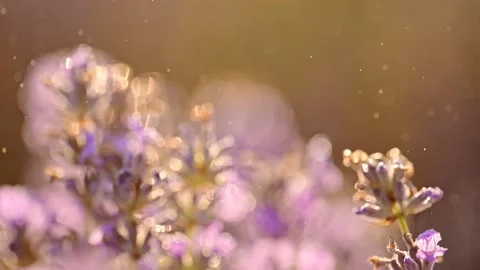 Beautiful lavender flowers under splashes of rain on sunset Stock Footage 278534482