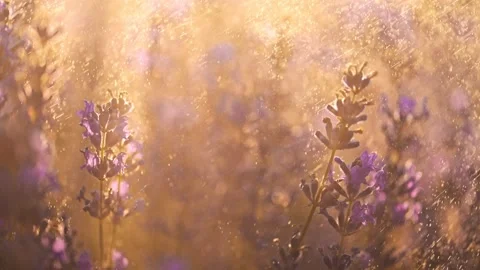 Beautiful lavender flowers under splashes of rain on sunrise Stock Footage 278654034