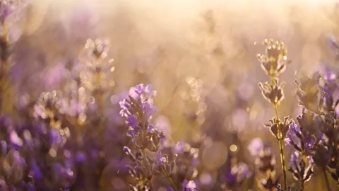 Beautiful lavender flowers under splashes of rain on sunrise Stock Footage 278763033