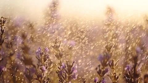 Beautiful lavender flowers under splashes of rain on sunrise Stock Footage 278763092