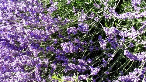 Beautiful lavender flowers under sunlight, bee flying Stock Footage