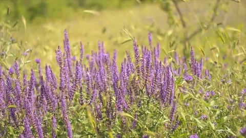 Beautiful lavender meadow field with butterflies and bees on a sunny windy day Stock Footage