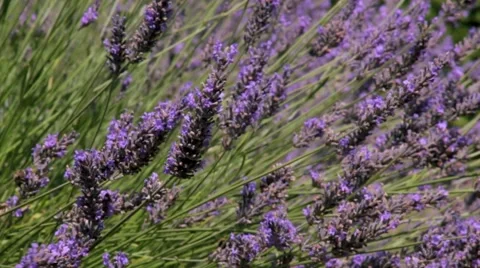 Beautiful lavender in the wind Stock Footage 40625406