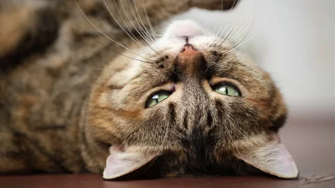 Beautiful lazy cat close up Stock Video Pond5