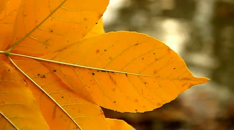 Beautiful leaf and forest river Stock Footage 891335