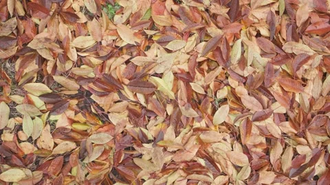 Beautiful leaf background in autumn Stock Footage 143245838