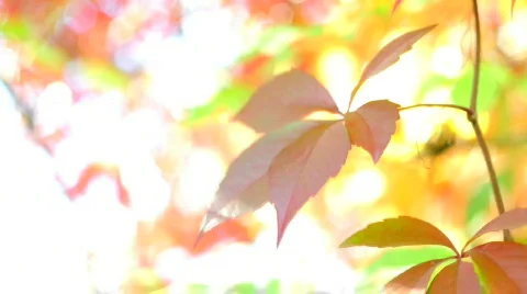 Beautiful leaf background 스톡 동영상 526522