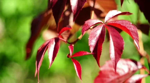 Beautiful leaf background 스톡 동영상 526598