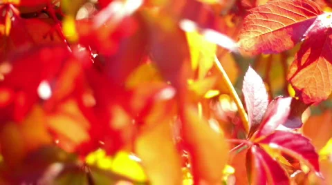 Beautiful leaf background 스톡 동영상 526608