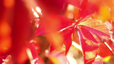 Beautiful leaf background Stock Footage