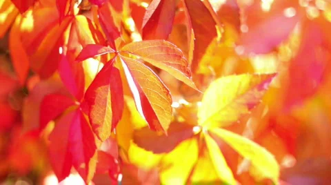 Beautiful leaf background 스톡 동영상 526650