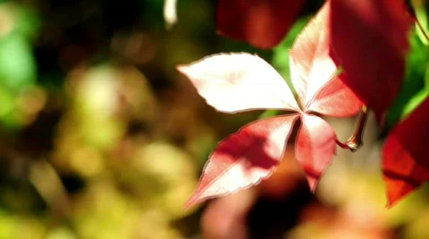 Beautiful leaf background Stockbeeldmateriaal 526669