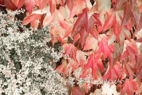 Beautiful leaf background Stock Photos