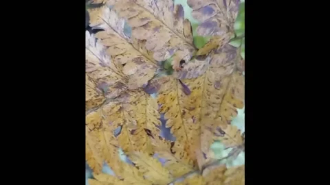 Beautiful leaf cinematic Stock Footage 221809600