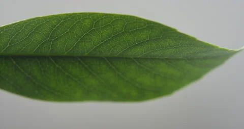 Beautiful leaf closeup on white, macro nature, green leaf Stock Footage 146421448