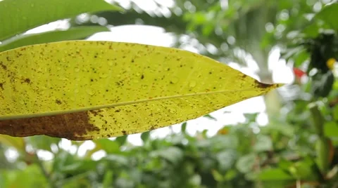 Beautiful leaf covered with drops of water in tropical garden after rain. Stock Footage 50134500