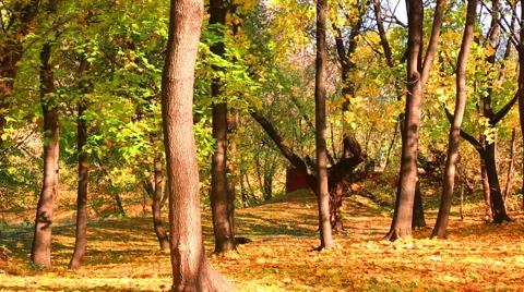 Beautiful leaf fall in autumn park in a sunny day Stock Footage
