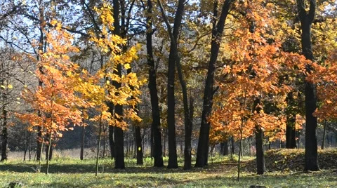 Beautiful leaf fall in autumn park or forest blown by wind Stock Footage 56500584