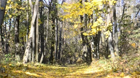 Beautiful leaf fall in autumn in a park or forest Stock Footage 56567119