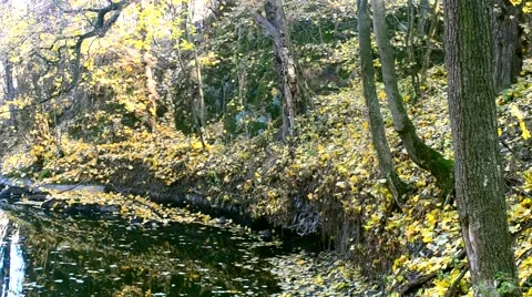 Beautiful leaf fall on lake or pond in autumn in park or forest Stock Footage 56608295