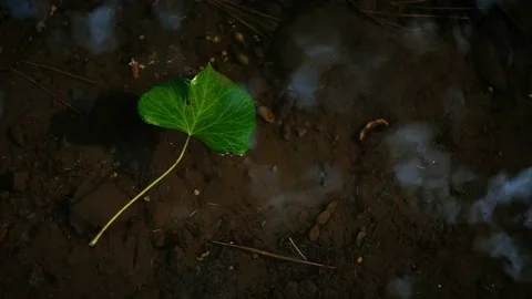 Beautiful leaf floating in a stream carried by the current. Slow motion shot Stock Footage 217872724