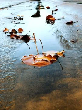Beautiful leaf in gutter shot on iPhone Stock Photos