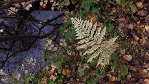 Beautiful leaf by the lake Stock Footage 95855240