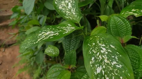 Beautiful leaf pattern Stock Footage 218280674