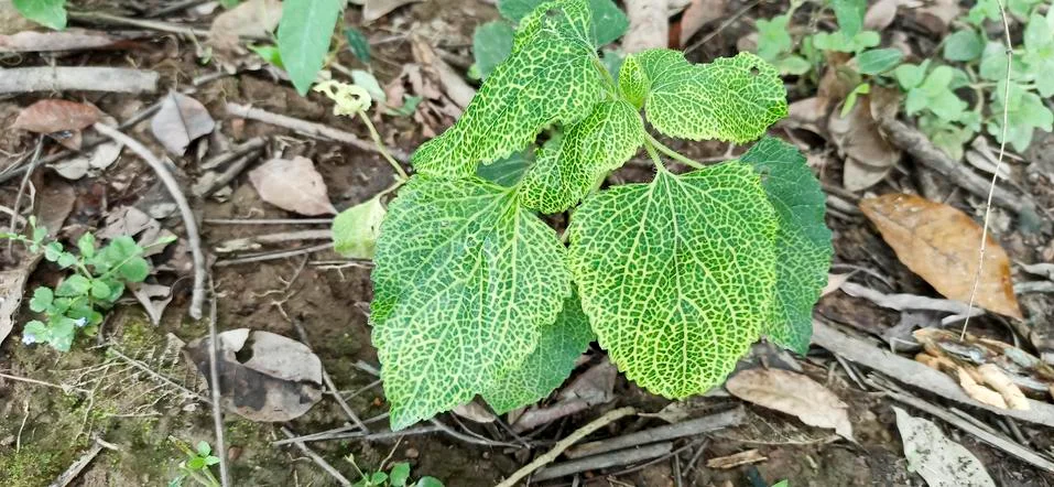 Beautiful leaf pattern in the forest Stock Photos