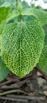 Beautiful leaf pattern in the forest Stock Photos