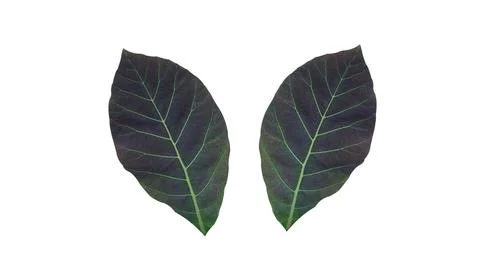 Beautiful leaf pattern isolated on white background for ready design with Cli Stock Illustration