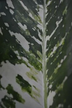 Beautiful leaf patterns with to be used as background Stock Photos