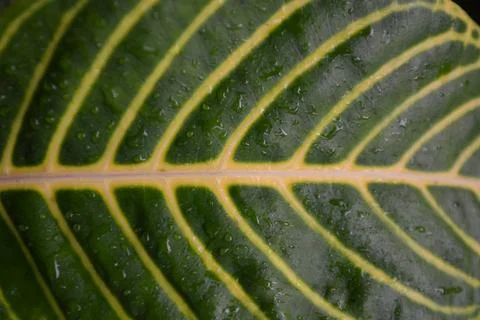 Beautiful leaf patterns with to be used as background Stock Photos