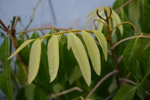 Beautiful leaf patterns with to be used as background Stock Photos