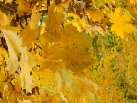 Beautiful leaf Stock Photos