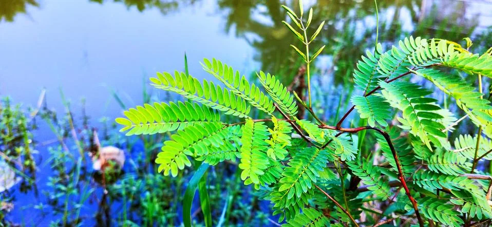 Beautiful leaf. Foto stock