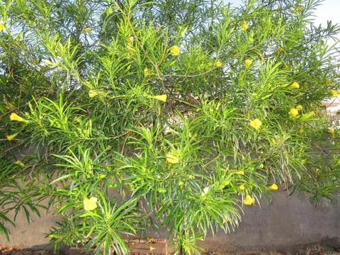 Beautiful leaf Stock Photos