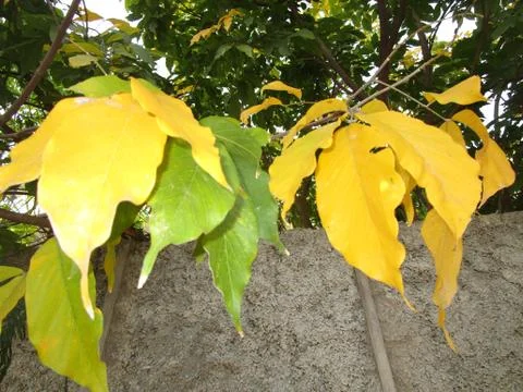 Beautiful leaf Stock Photos