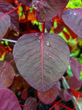 A beautiful leaf Stock Photos