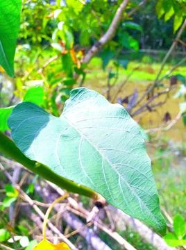 A beautiful leaf Stock Photos
