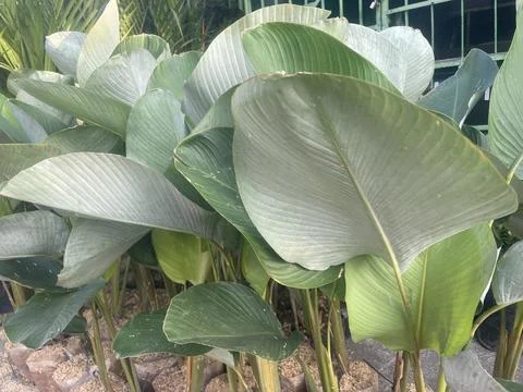 The beautiful leaf Stock Photos