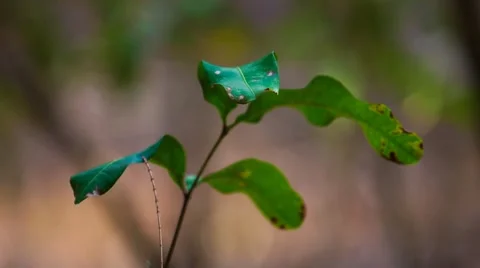 Beautiful Leaf Sprouting Video stock 63619398