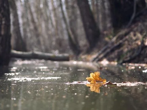 Beautiful leaf in the stream in the woods Stock Photos