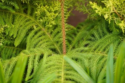 Beautiful leaf texture. Leaf texture background Stock Photos