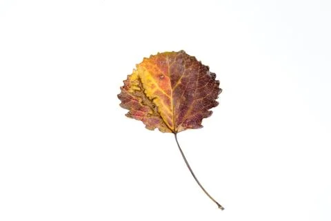 A beautiful leaf of the tree which took the form of different and bright shades Foto stock
