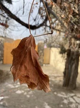 A beautiful leaf in winter 写真素材