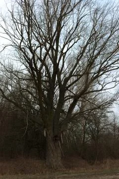 A beautiful leafless tree on a spring evening. Stock Photos