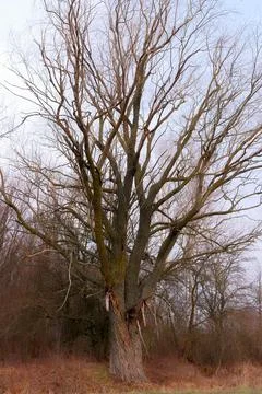 A beautiful leafless tree on a spring evening. Branches of a tree Stock Photos