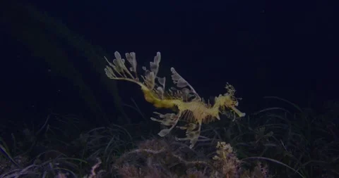 Beautiful Leafy Sea Dragon With Eggs Swims At Night Stock-Footage 331051707