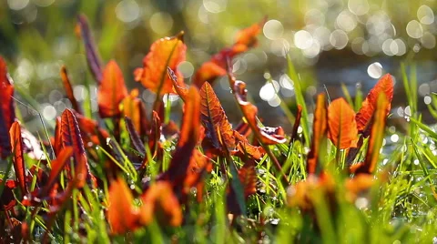 Beautiful leaves on a background a spring brook Video stock 4269316